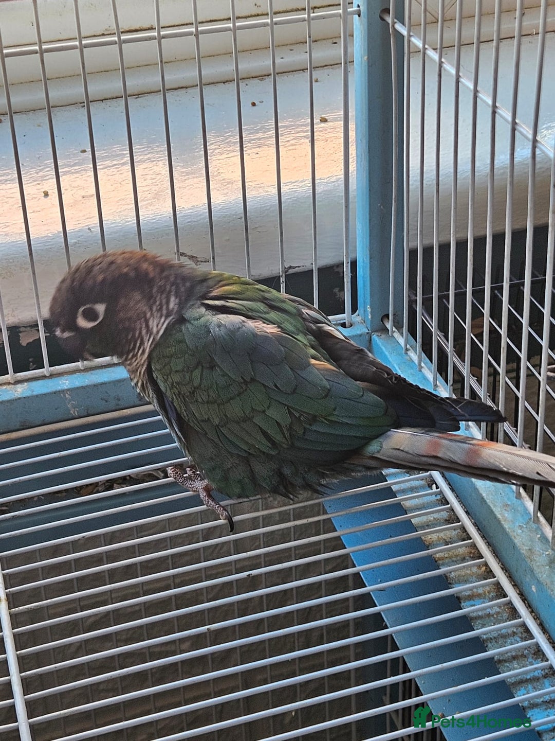 Conures birds for sale: Tame Male & Female Pineapple Conures - Image 23