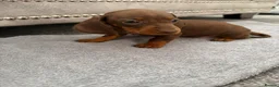 Miniature Dachshund dogs for sale: miniature dachshund - Advert 16