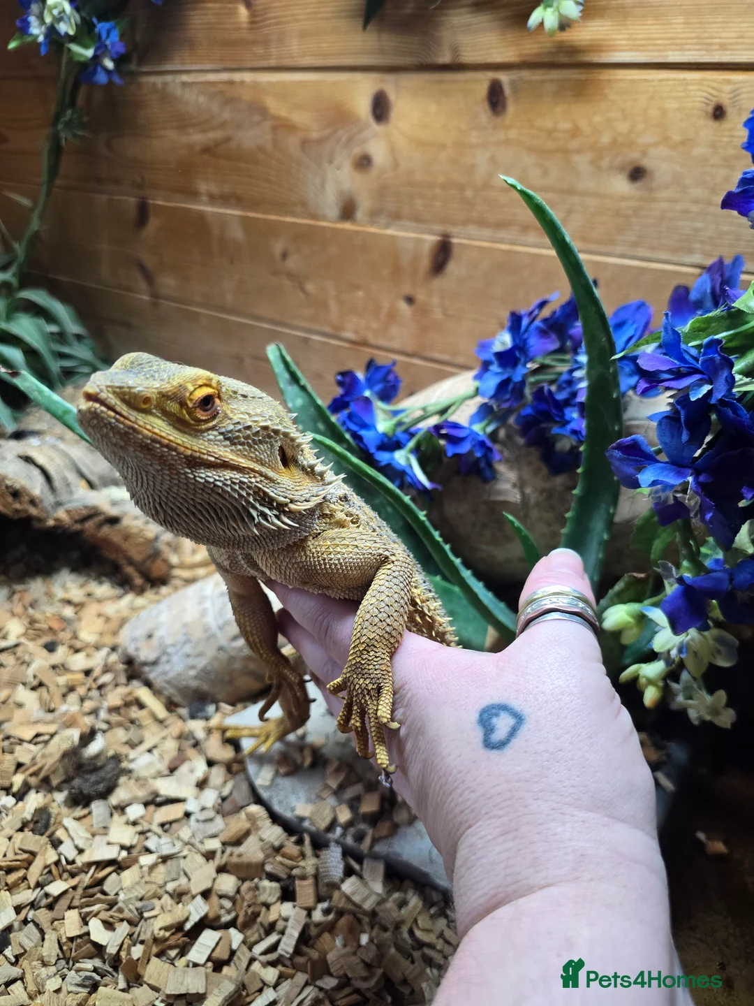 Bearded Dragon reptiles for sale: Bearded dragon  - Advert 2