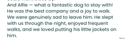 Italian Greyhound dogs for sale: Loving Home Needed for The Best Italian Greyhound  - Advert 11