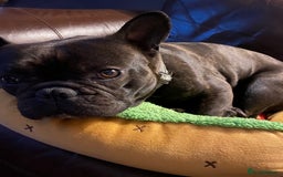 French Bulldog dogs for sale: Rehoming - 8 year old French Bulldog - Image 10