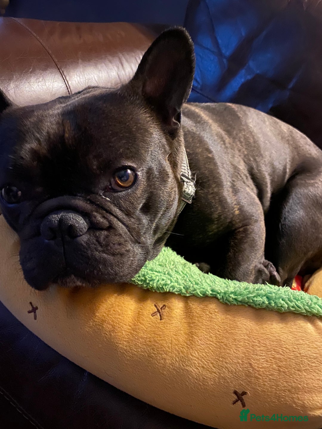 French Bulldog dogs for sale: Rehoming - 8 year old French Bulldog - Image 10