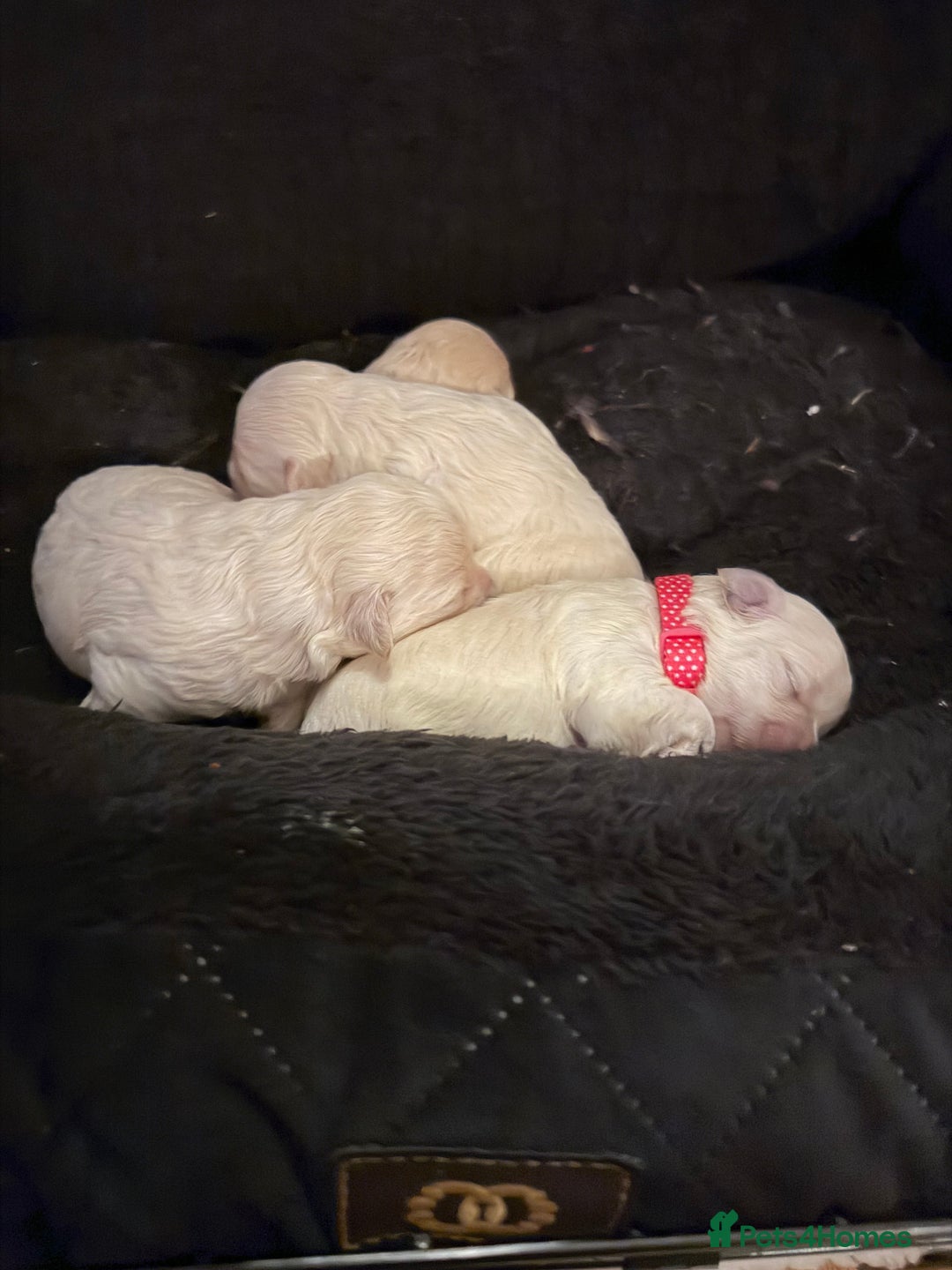 Maltipoo dogs for sale: Maltipoos puppies  - Advert 6