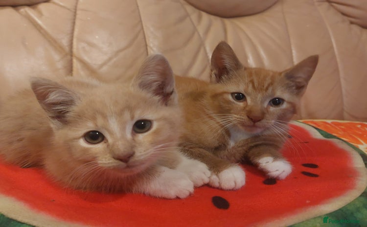 Mixed Breed cats - Advert 12