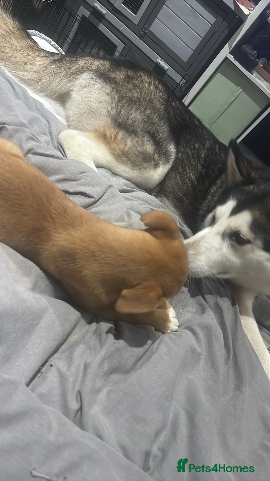 Mixed Breed dogs for sale: Poppy Rottweiler x staffy  - Advert 2