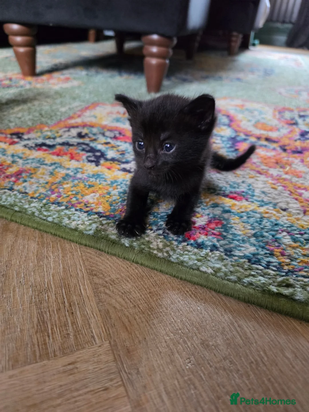 Mixed Breed cats for sale: 3 male kittens  - Advert 6