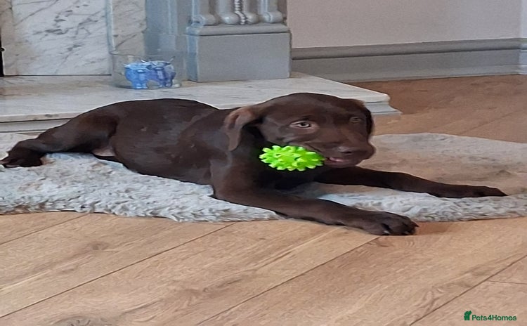 Labrador Retriever dogs - Advert 13