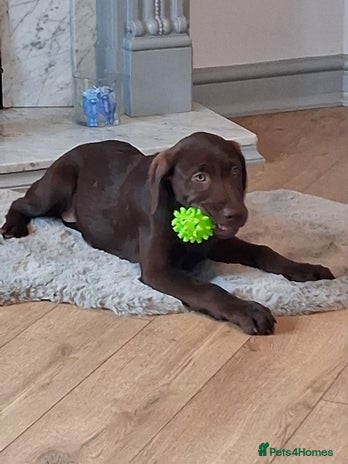 Labrador Retriever dogs - Advert 13