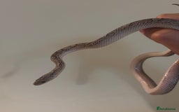 Corn Snake reptiles for sale: Charcoal Corn Snake morph and 3ft viv set up - Advert 3