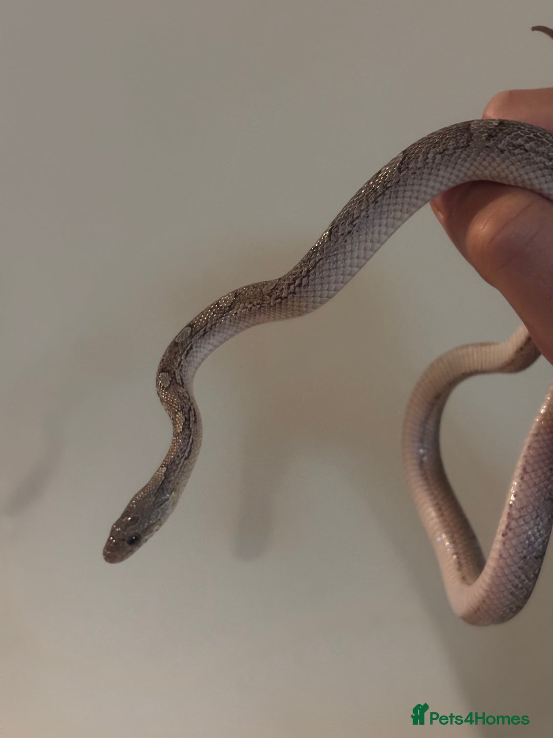 Corn Snake reptiles for sale: Charcoal Corn Snake morph and 3ft viv set up - Advert 3