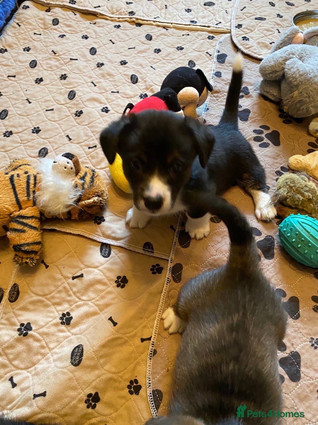 Welsh Corgi Cardigan dogs for sale: Welsh Cardigan Corgis by 5 ⭐️ Licensed Breeder - Advert 6