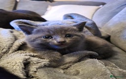 Mixed Breed cats for sale: Beautiful grey/tabby female kittens  - Advert 3