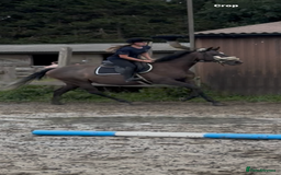 Irish Thoroughbred horses for sale: X3 super types with amazing temperaments  - Image 11