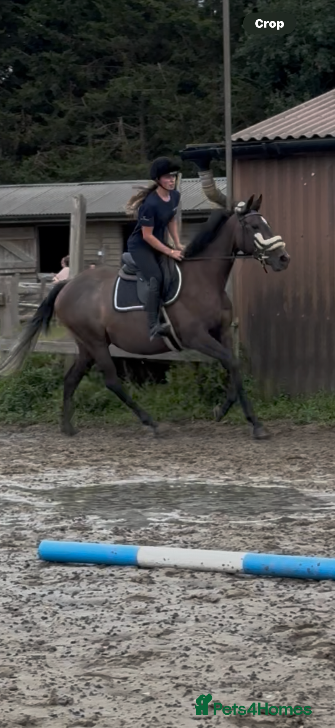 Irish Thoroughbred horses for sale: X3 super types with amazing temperaments  - Image 11