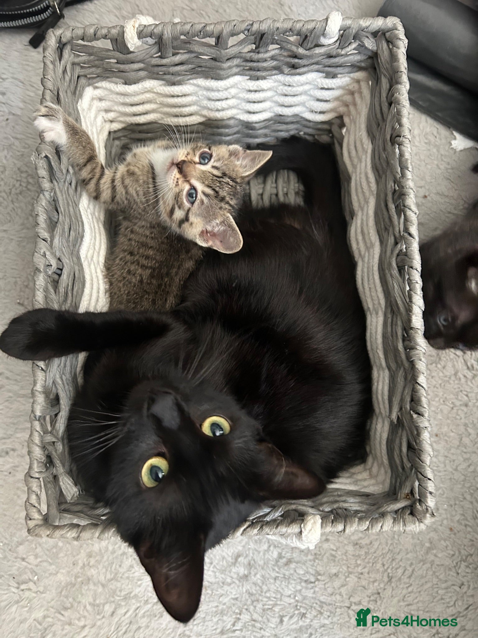 Mixed Breed cats Beautiful playful kittens looking for forever home - Advert 9