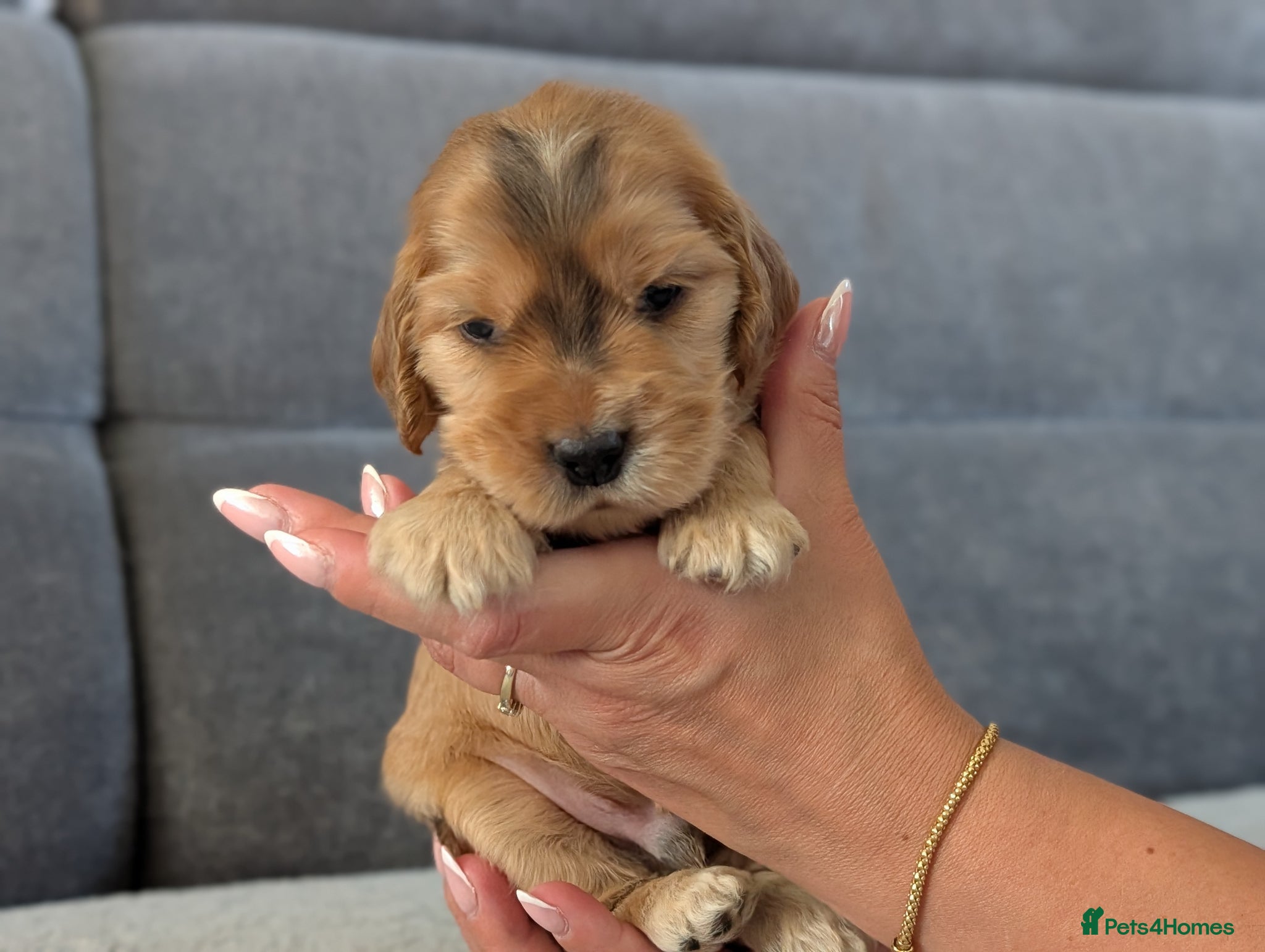 Cocker Spaniel dogs LAST KC Reg Show Type Cocker Spaniel Puppies DNA  - Advert 18
