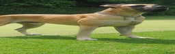 Great Dane dogs for stud: PROVEN Fawn Great dane for stud in Northampton - Advert 17