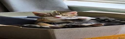 Mixed Breed cats for sale: Three little kittens  - Advert 3