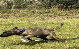 Mixed Breed dogs for adoption: Myrtle - Norwich Norfolk  - Image 16