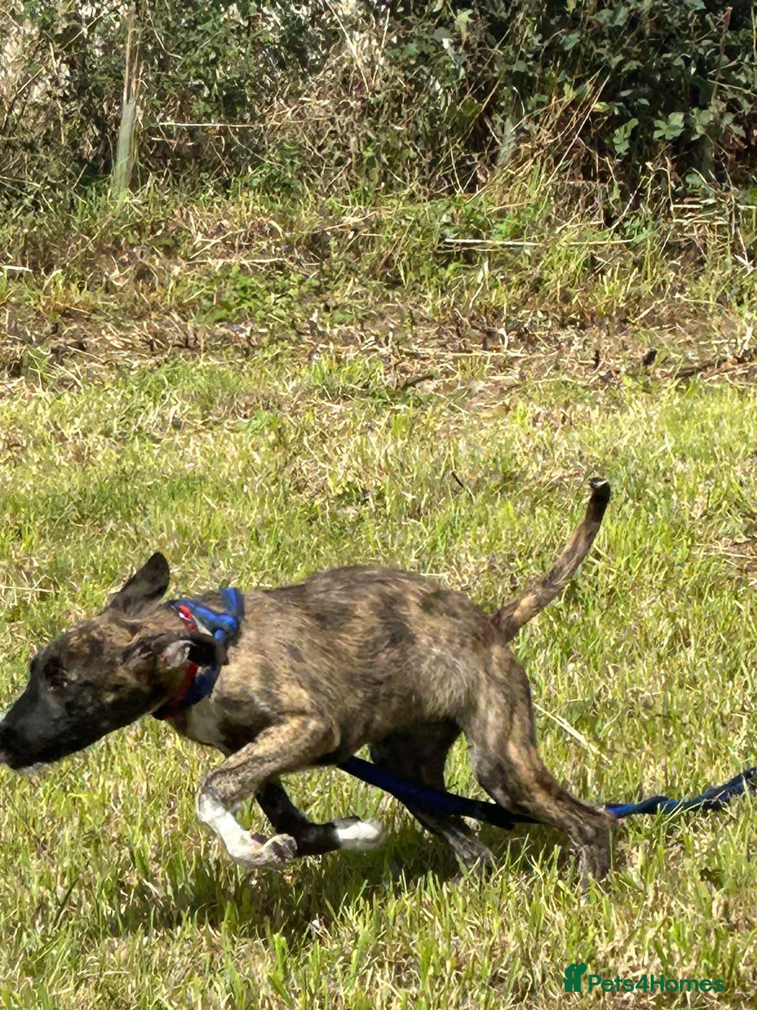 Mixed Breed dogs for adoption: Myrtle - Norwich Norfolk  - Image 16