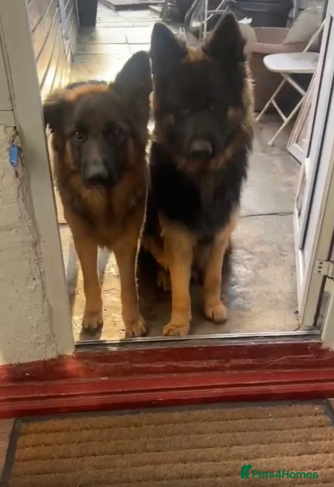 German Shepherd dogs for stud: German Shepherd Boy - Advert 4