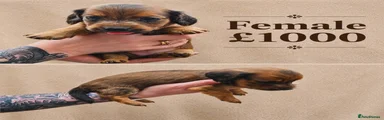 Miniature Dachshund Puppy 4