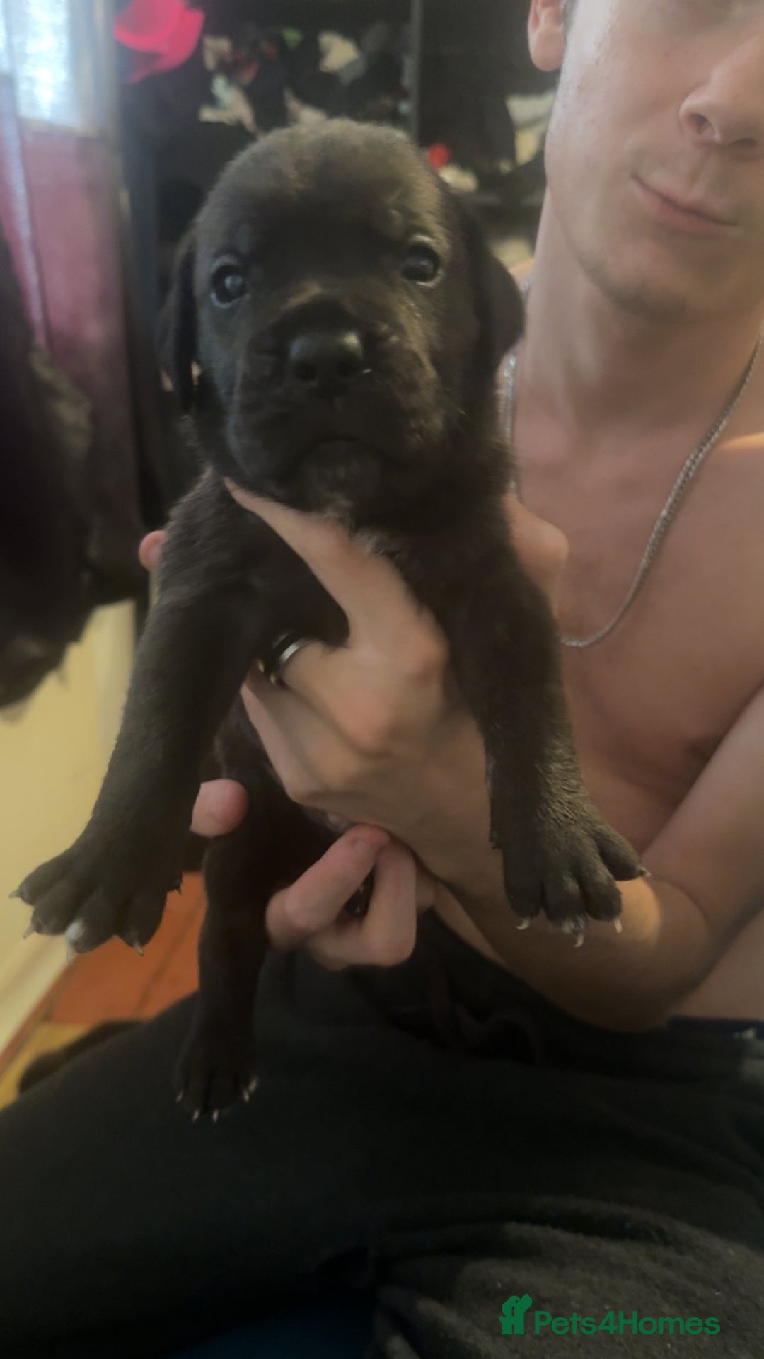 Cane Corso dogs for sale: Puppies - Image 6