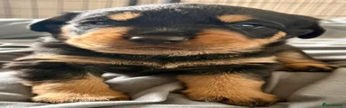 Rottweiler Puppy 5