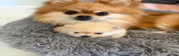 Pomeranian dogs for sale: Miniature Pomeranian  in Basildon - Advert 2