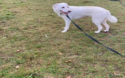 Mixed Breed dogs for adoption: Meet KERA !  A lovely girl - for a Loving Home - Image 31
