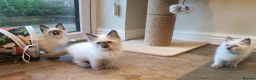 Ragdoll cats for sale: 💕Beautiful GCCF Registered Ragdoll Kittens. - Advert 33