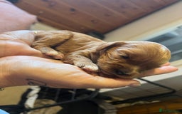 Cavapoo dogs for sale: Gorgeous Cavapoo's - Image 6