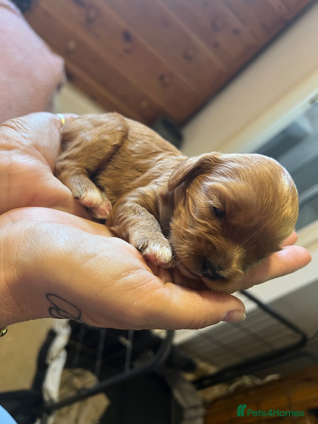 Cavapoo dogs for sale: Gorgeous Cavapoo's - Image 6