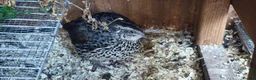 Quail poultry for sale: 11 Female quails for sale  in Farnborough - Advert 2