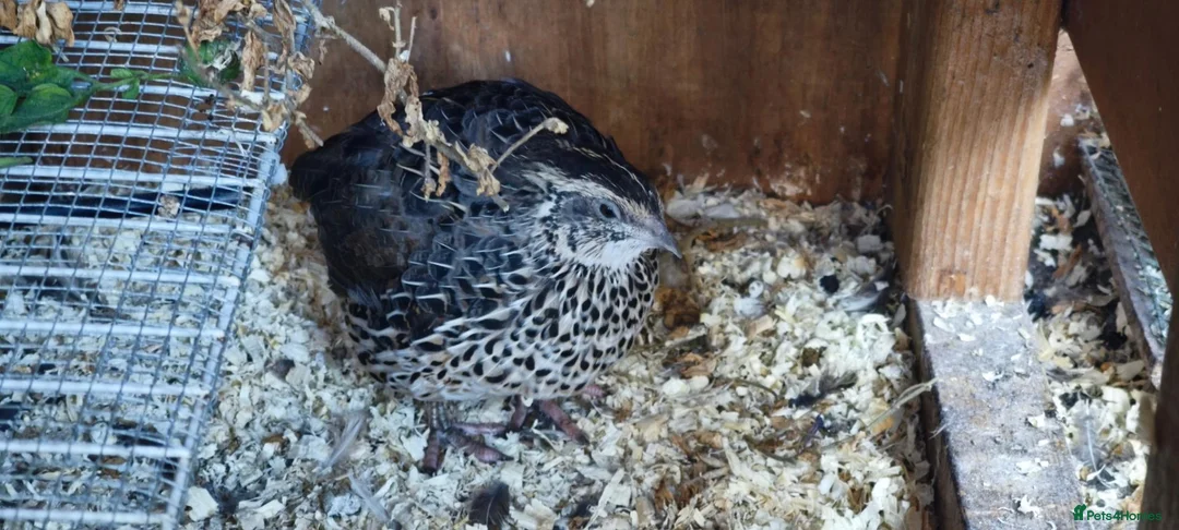 Quail poultry for sale: 11 Female quails for sale  in Farnborough - Advert 2