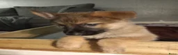 German Shepherd dogs for sale: Ready 2 go.!! Full blooded German shepherds.  in Billingham - Advert 10