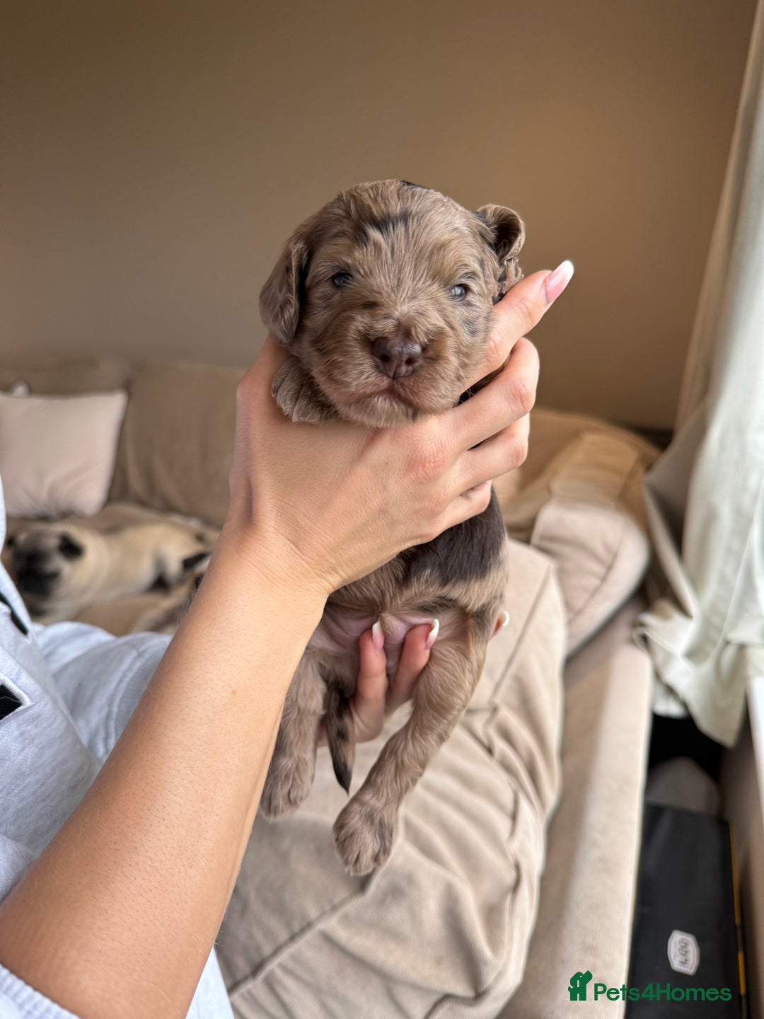 Cockapoo dogs for sale: Merle F1B Cockapoo Puppies - Image 23