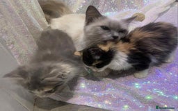 Ragdoll cats for sale: Ragdoll X  - Image 21