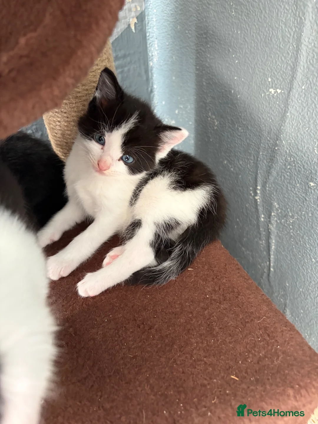 Mixed Breed cats for sale: Cute little babies  - Advert 2