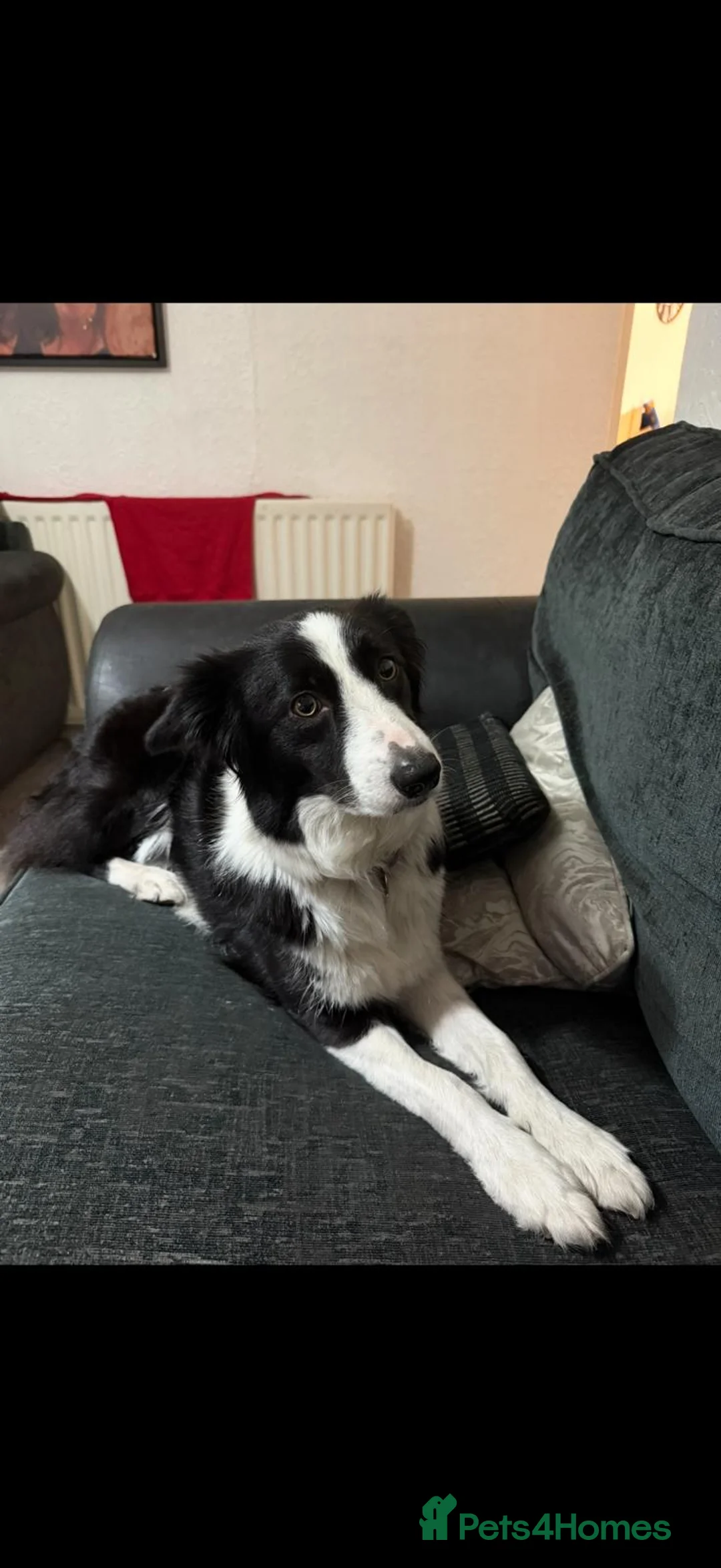 Border Collie dogs for sale: Border coller - female - 5 years - Advert 2