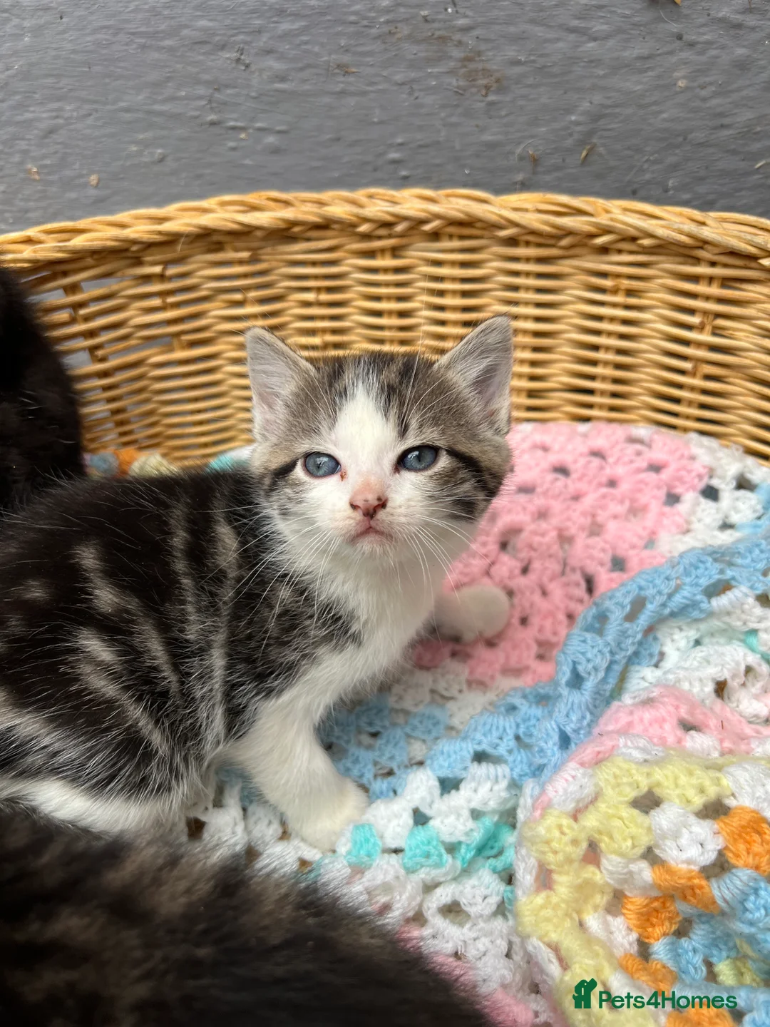 Mixed Breed cats for sale: 3 Kittens for sale  - Advert 2