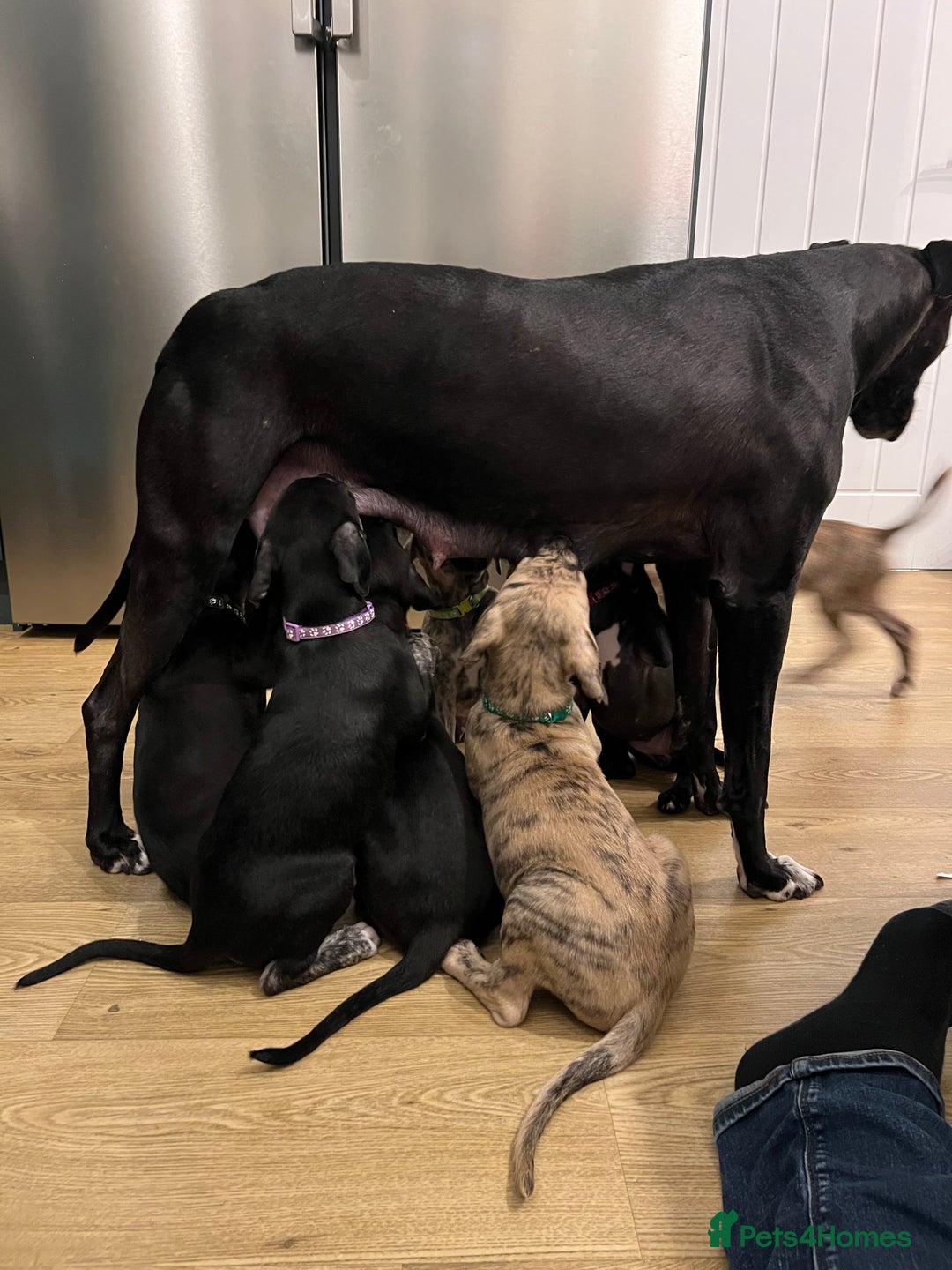 Mixed Breed dogs for sale: Lurcher Puppies - Advert 6