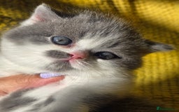 British Shorthair cats for sale: ONE GIRL LEFT GCCF reg BSH kittens - Image 11