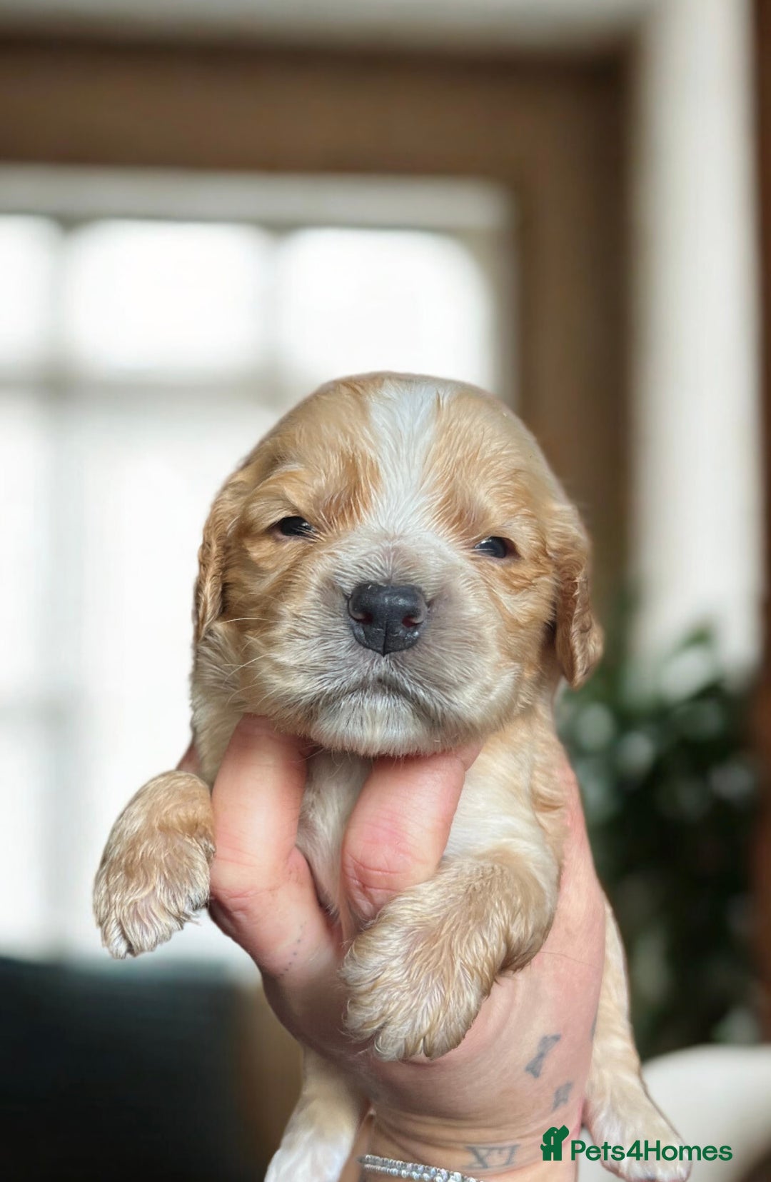 Cockapoo dogs for sale: Beautiful F1 cockapoo puppies  - Advert 1