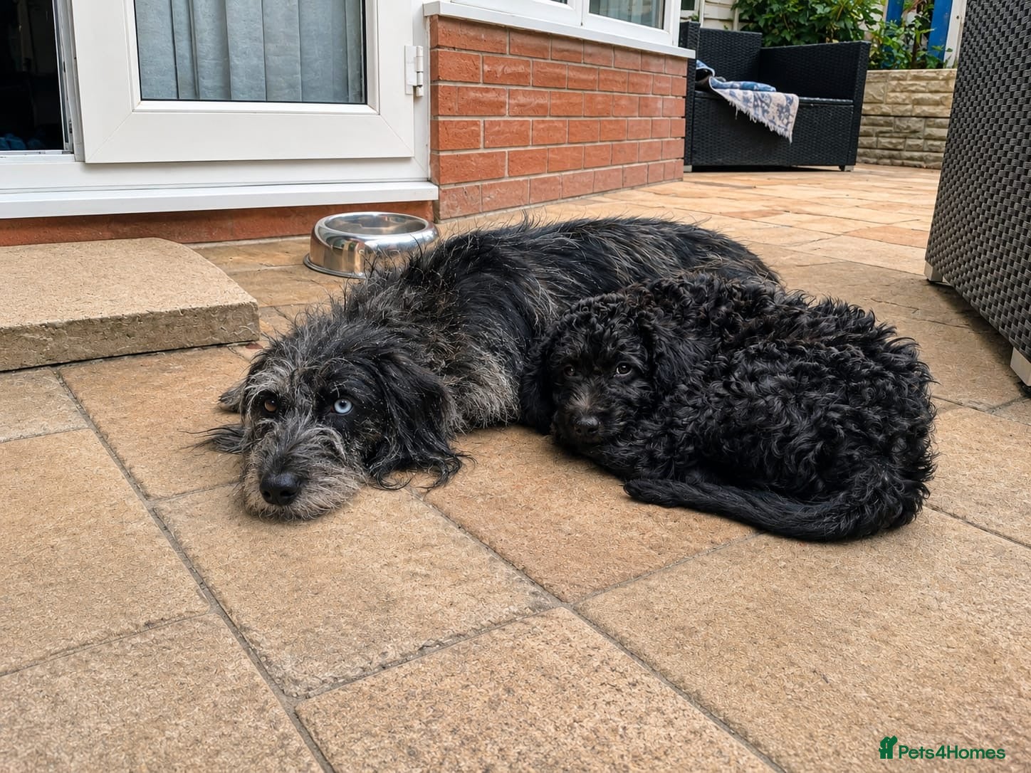 Labradoodle dogs Last 1 pup left! With Health Check Certificate  - Advert 2