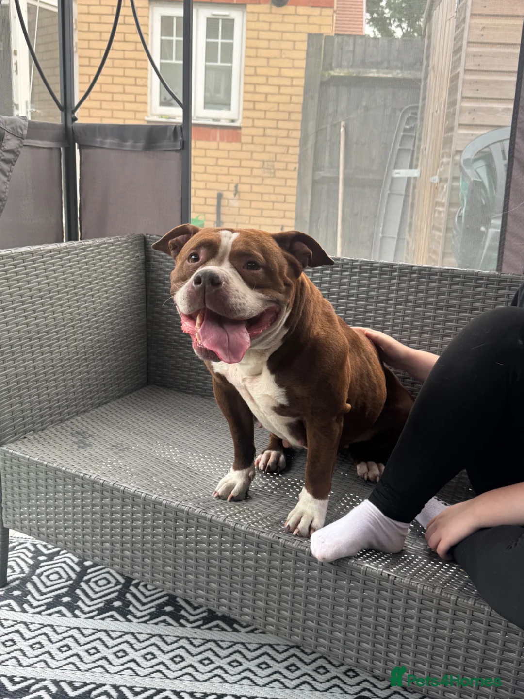 American Bully dogs for sale: 4 year old American bully standard  - Advert 1