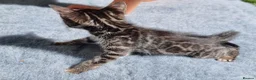 Bengal cats for sale: Beautiful TICA registered Bengal Kittens - Advert 16