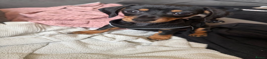 Chiweenie Puppy 1