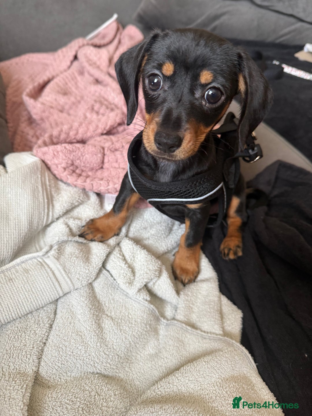 Chiweenie dogs for sale: Dachshund 1 girl left - Image 4