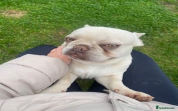 French Bulldog dogs for sale: Franko the French bulldog  - Image 7